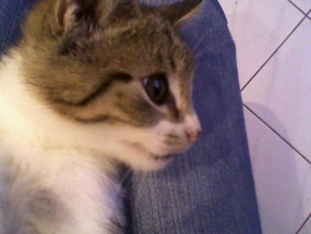 lucky!le chat de lulu!